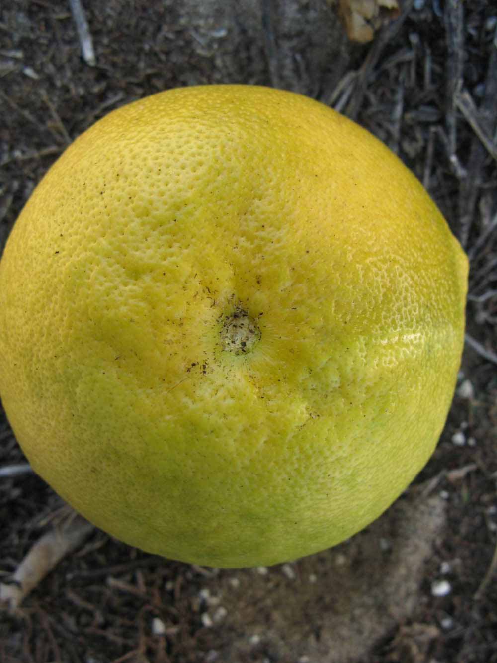              Fruit (Winter Haven, FL)       